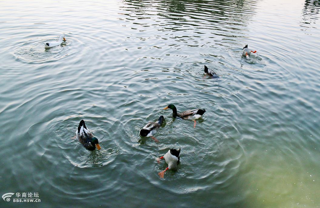 群鸭戏水不畏寒
