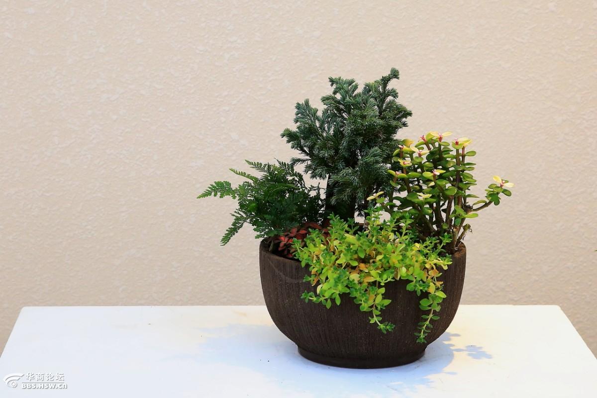 碎米碎片那些花儿