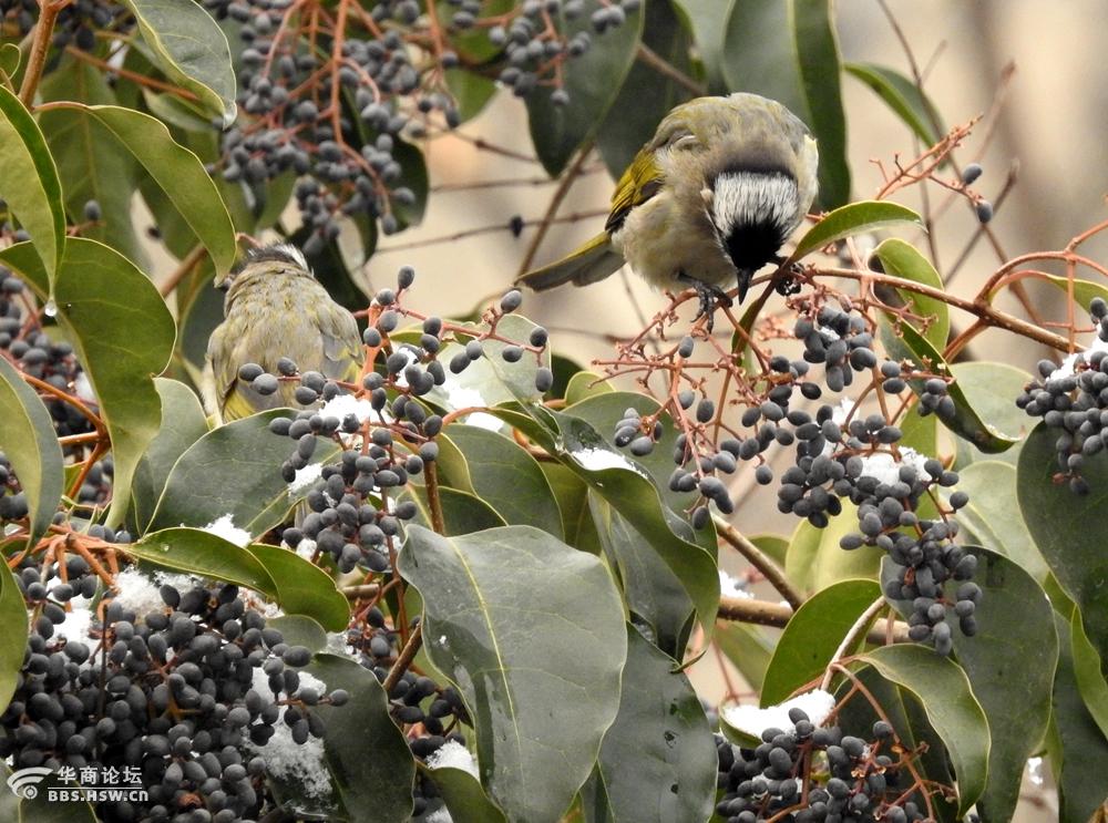 白头翁遇见好吃的果实