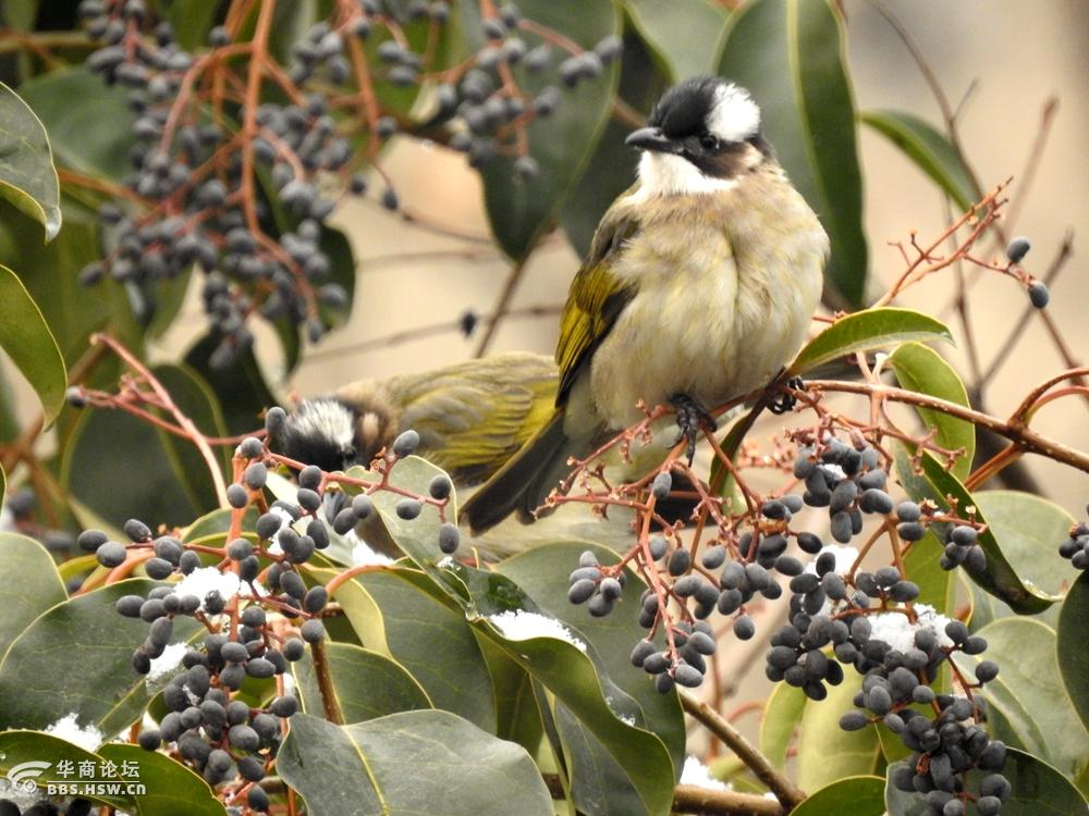 白头翁遇见好吃的果实