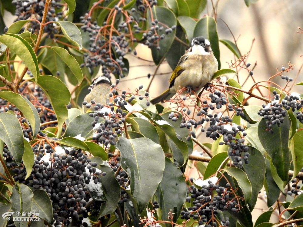 白头翁遇见好吃的果实