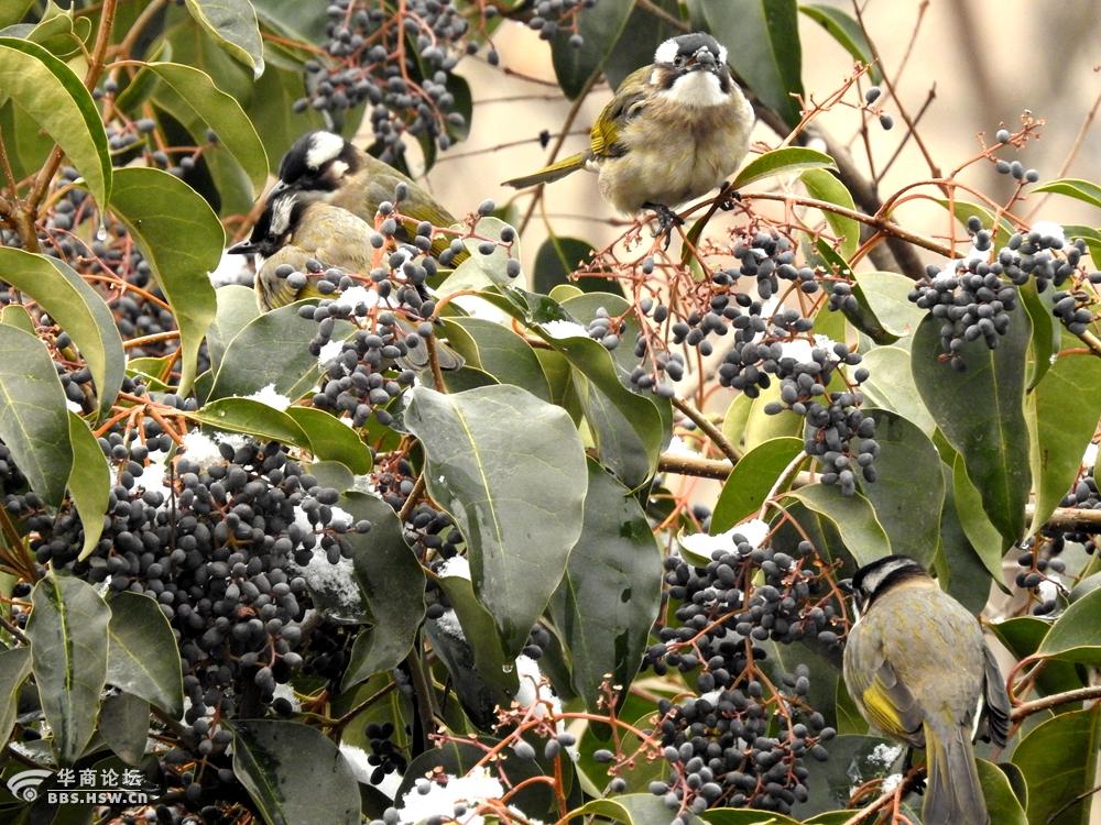 白头翁遇见好吃的果实