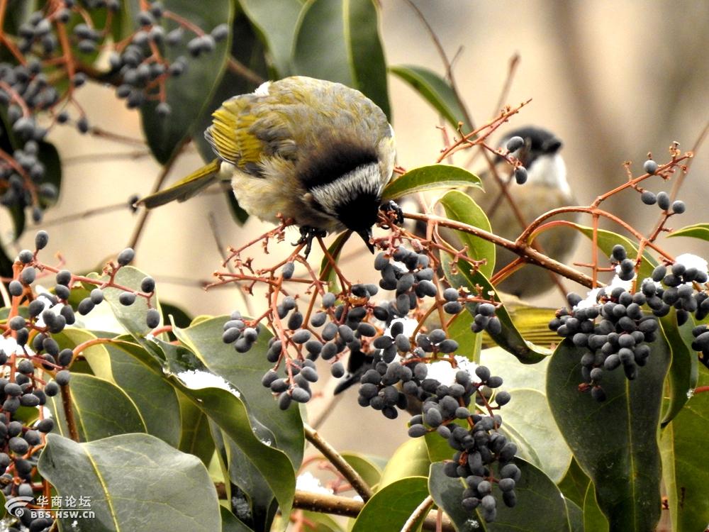白头翁遇见好吃的果实