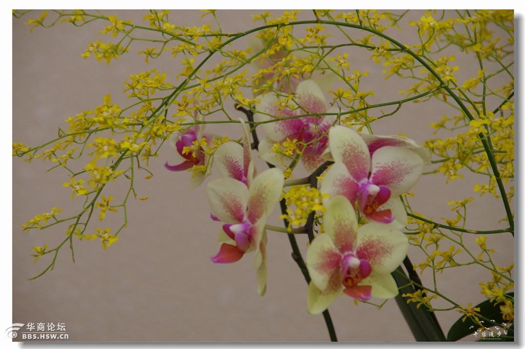 走进花的世界秦岭花卉市场