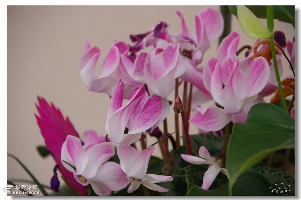 走进花的世界秦岭花卉市场