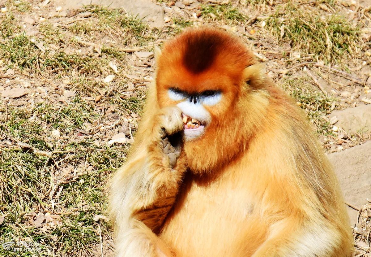 秦岭狗扒梁冰湖金丝猴