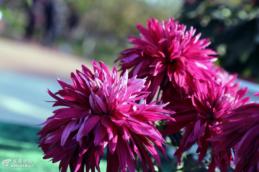 【赏菊识菊】大菊紫龙卧雪-宝鸡论坛-华商论坛