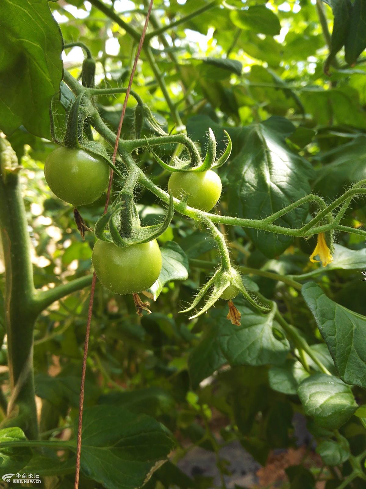 成长中的圣女果