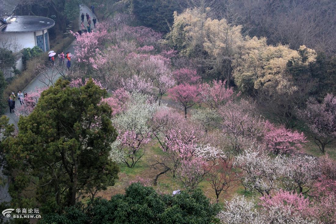 江苏无锡梅园拍的一组梅花