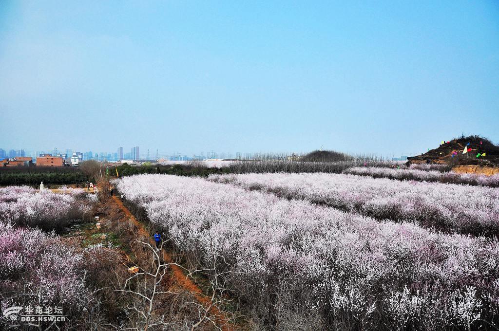 龙抬头大府井村探寻长安花海