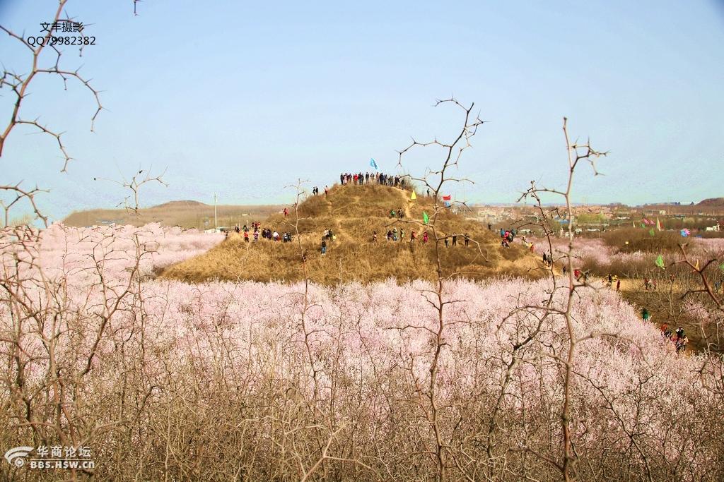 樱桃花开秦王墓