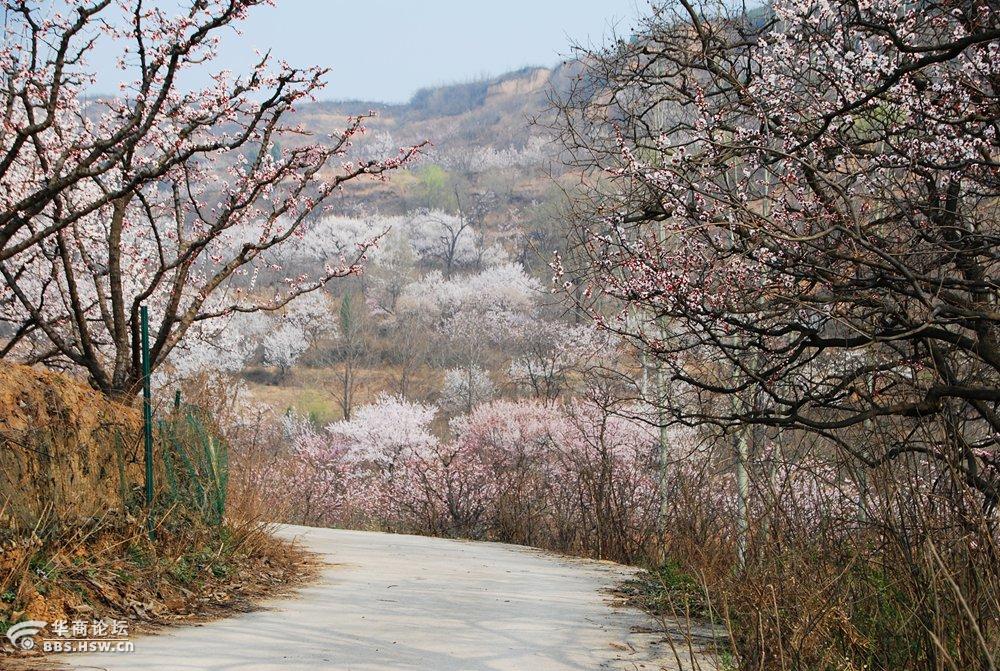 春来第一景华胥杏花谷