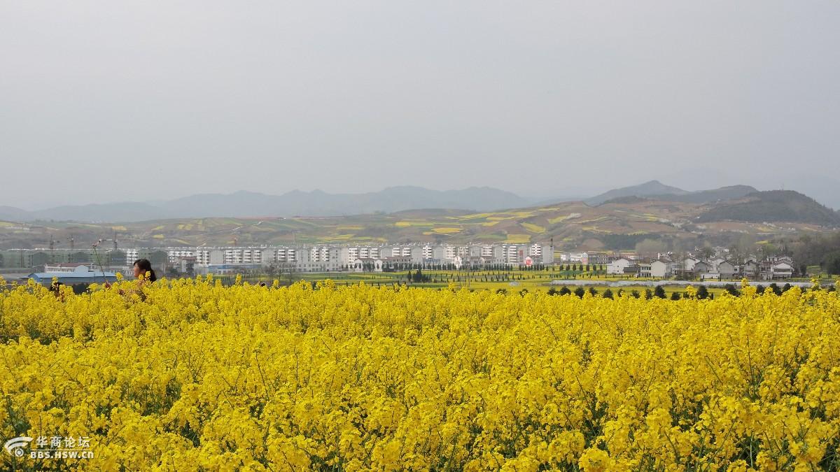 踏青洋县牛头山油菜花海令人醉