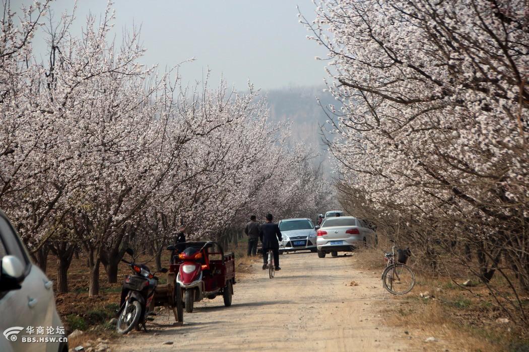 泾阳县太平镇陈贠湾的杏花美