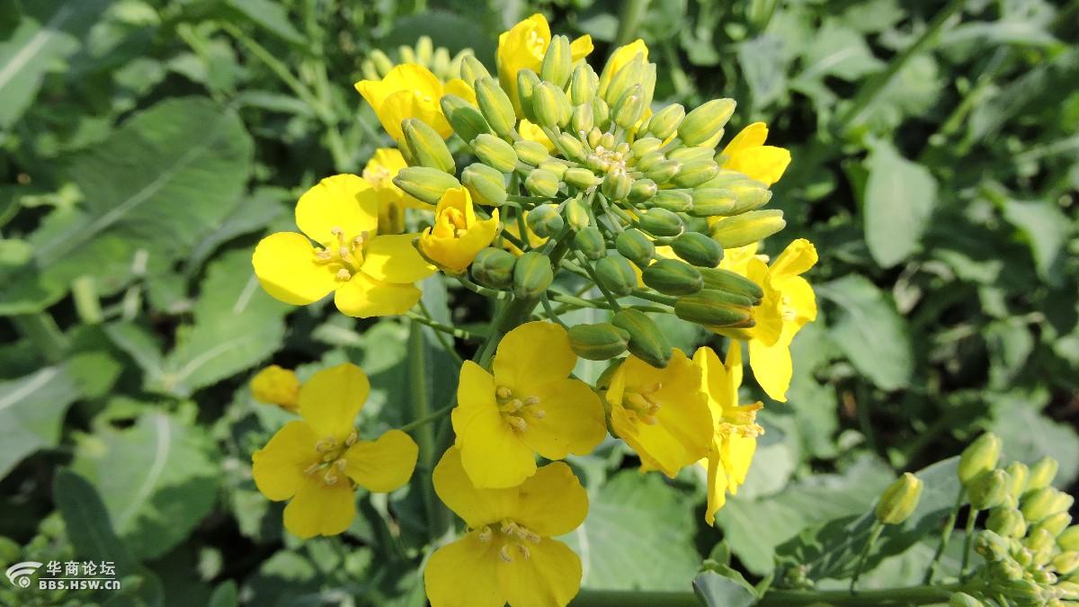 踏青洋县牛头山油菜花海令人醉