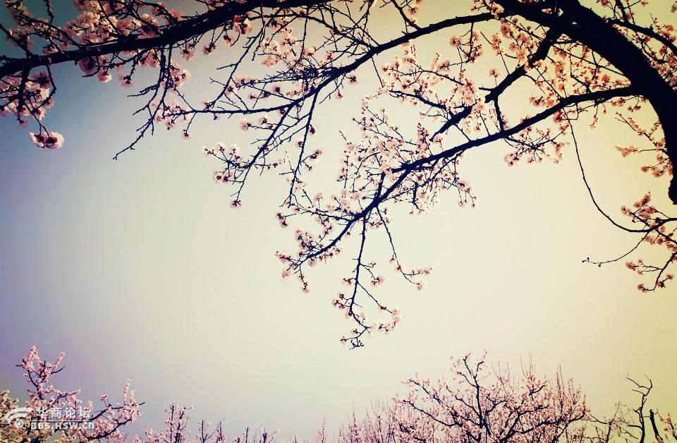 蓝田杏花谷簸箕掌漫山野草虽未绿万树杏花奏春曲