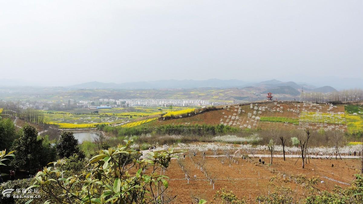 踏青洋县牛头山油菜花香惹人醉