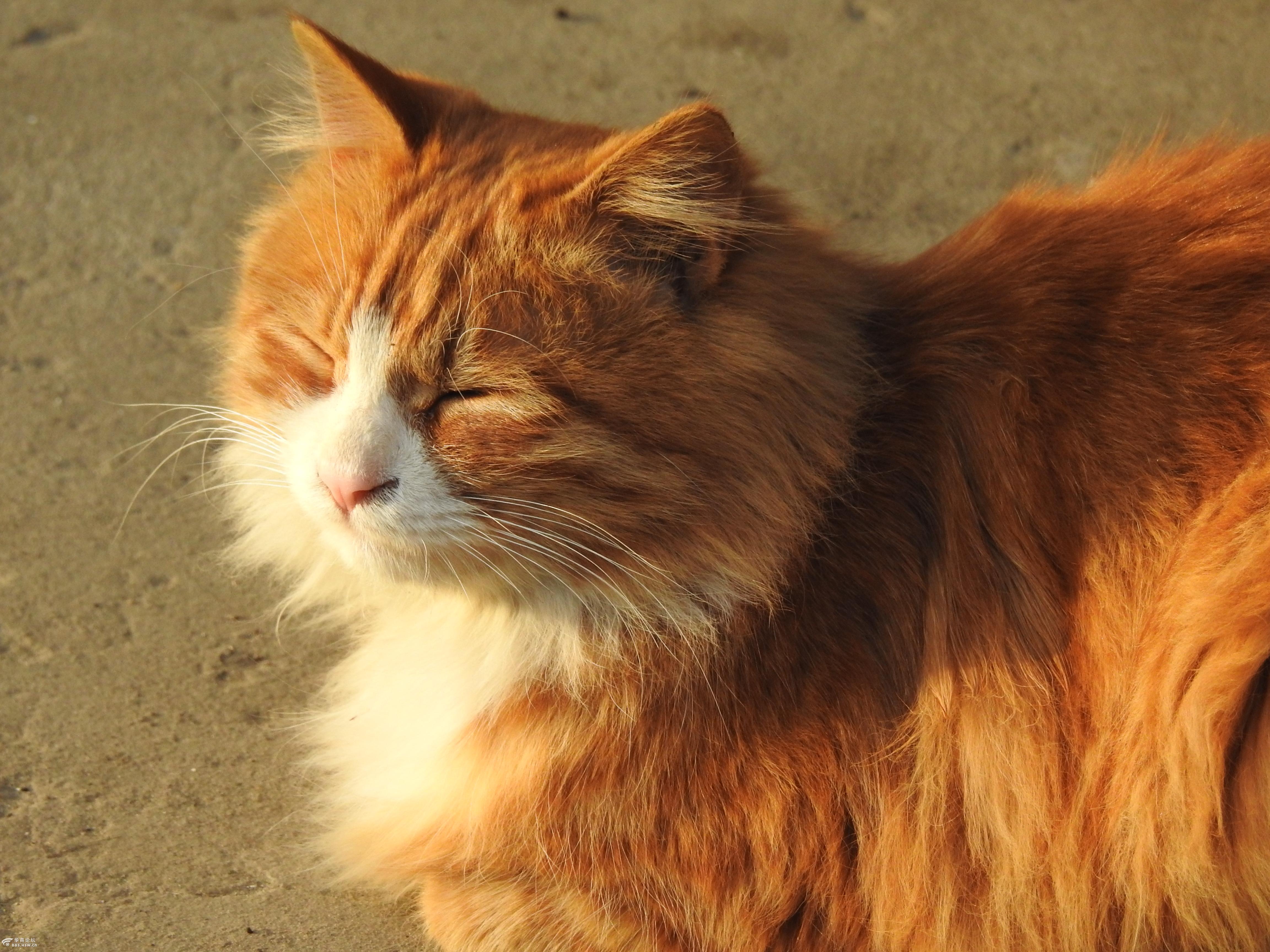 猫咪晒太阳姿态欣赏