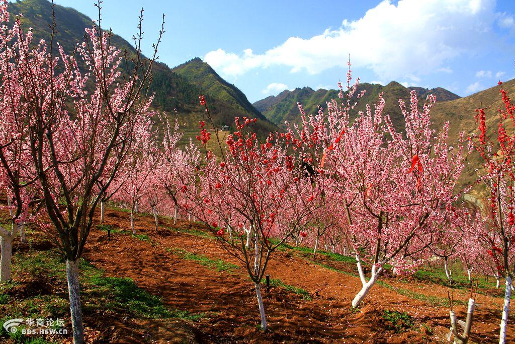 粉红浪漫桃花谷春天商洛好去处