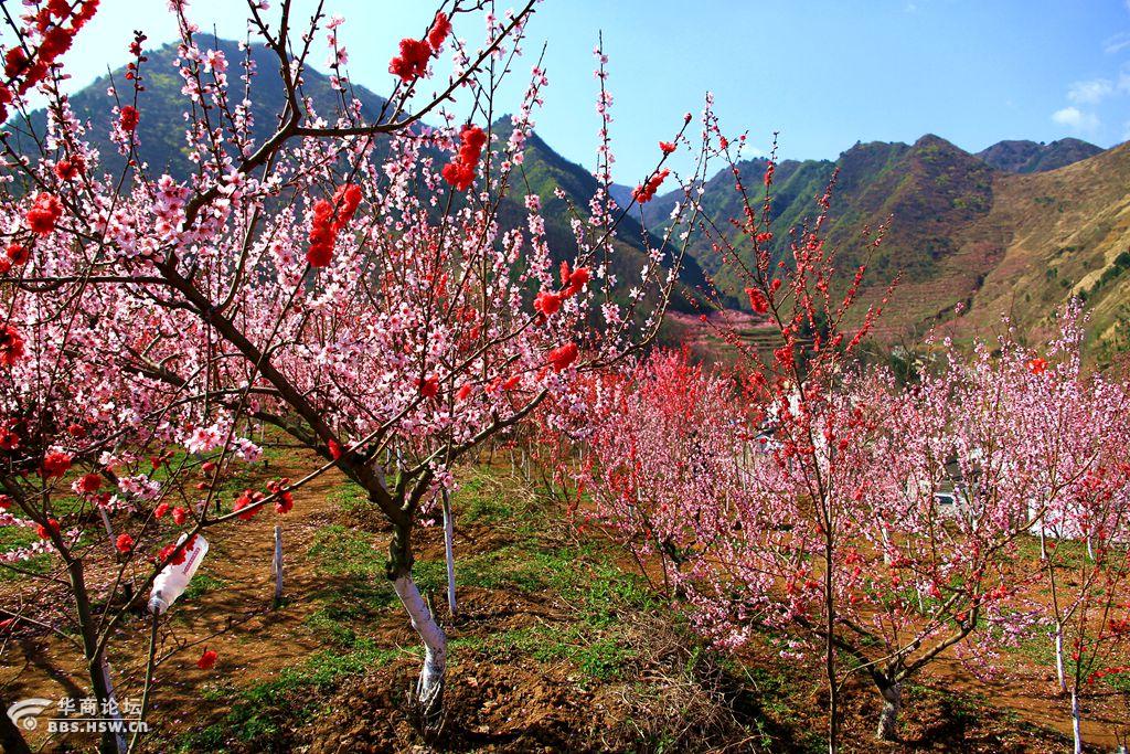 粉红浪漫桃花谷春天商洛好去处