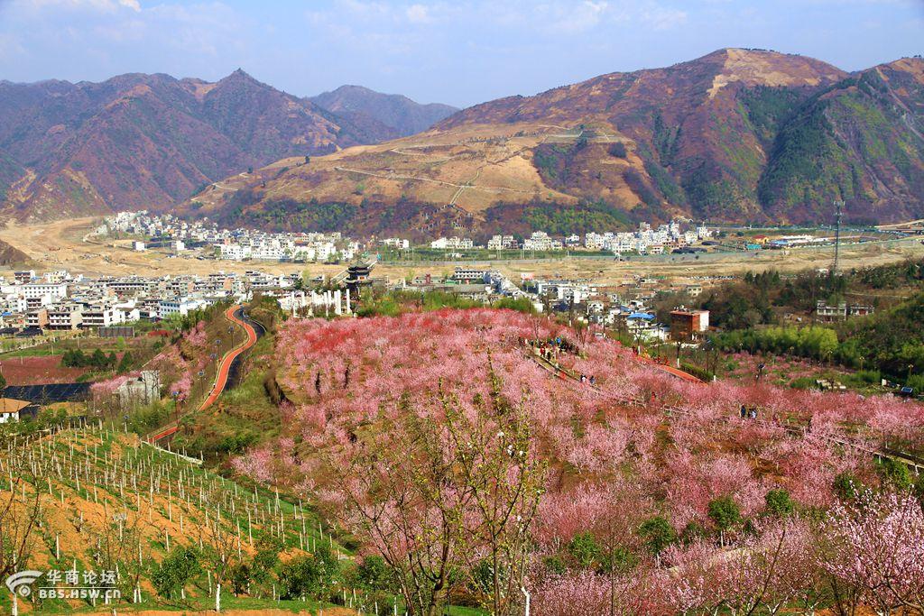 粉红浪漫桃花谷——春天商洛好去处