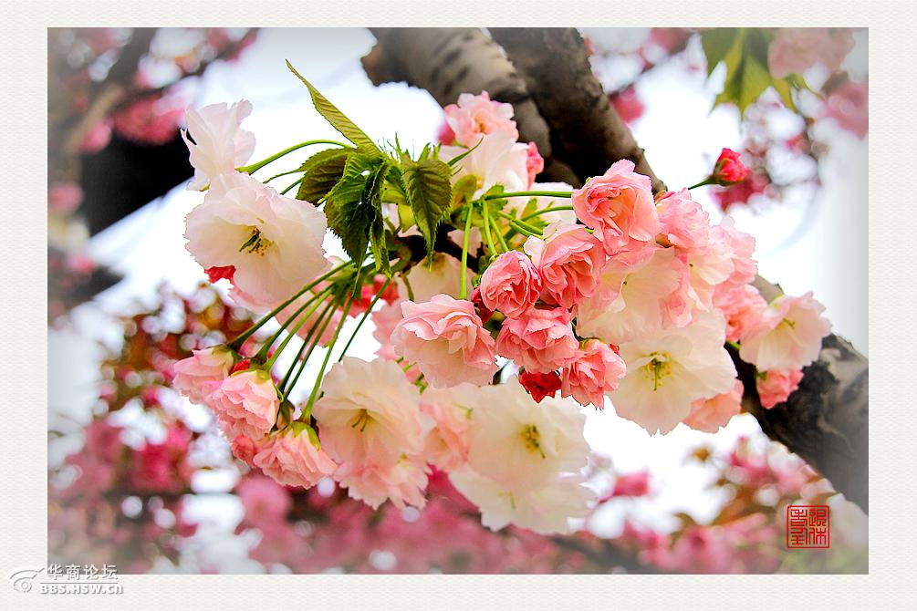 围观西安爱情树又开花儿啦