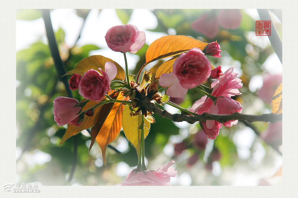 围观西安爱情树又开花儿啦