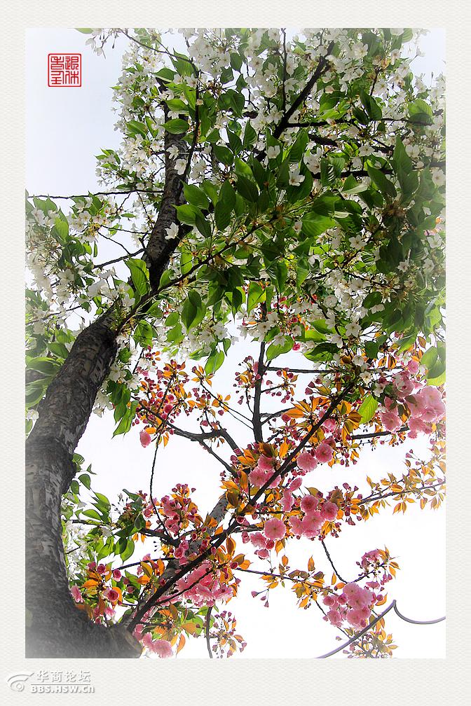 围观西安爱情树又开花儿啦