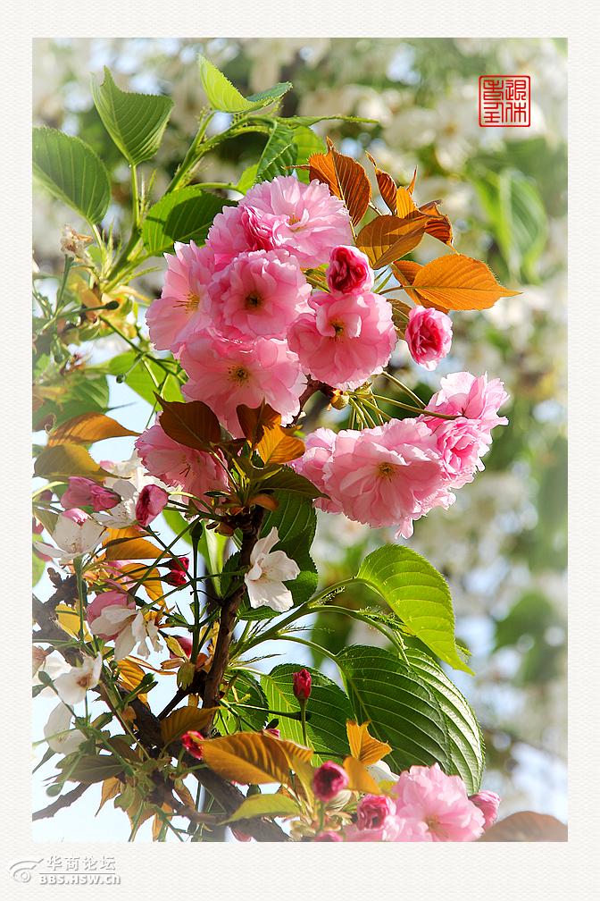 围观西安爱情树又开花儿啦