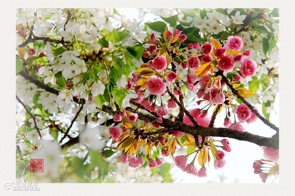 围观西安爱情树又开花儿啦