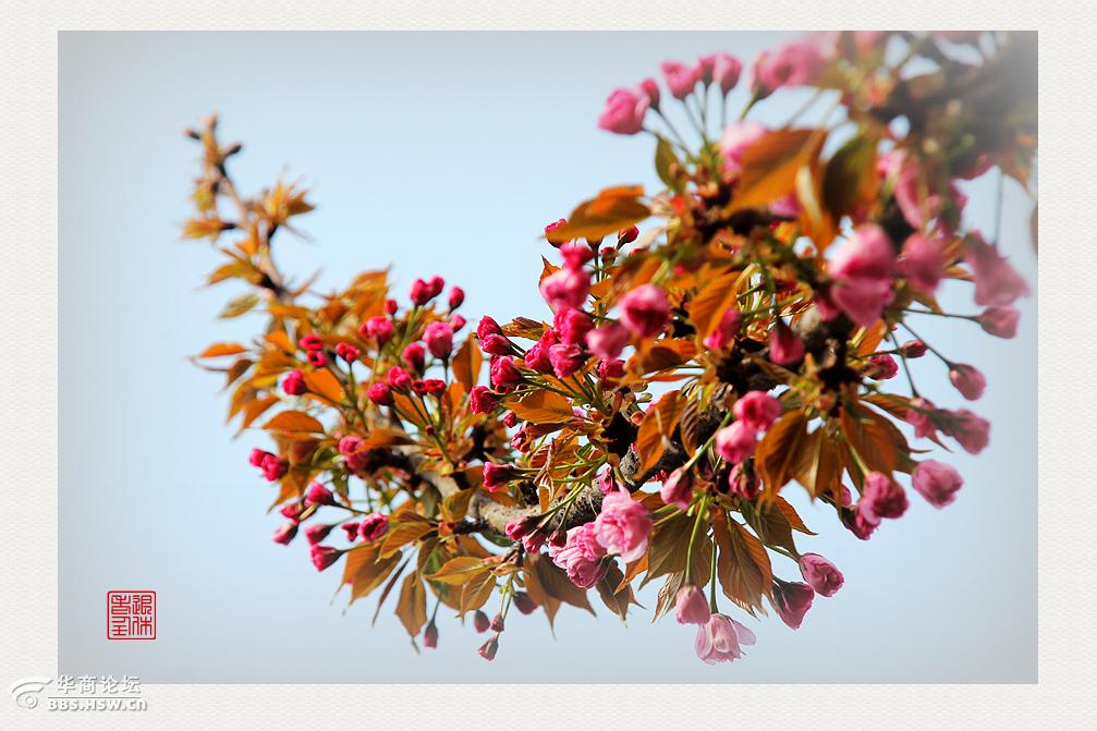 围观西安爱情树又开花儿啦