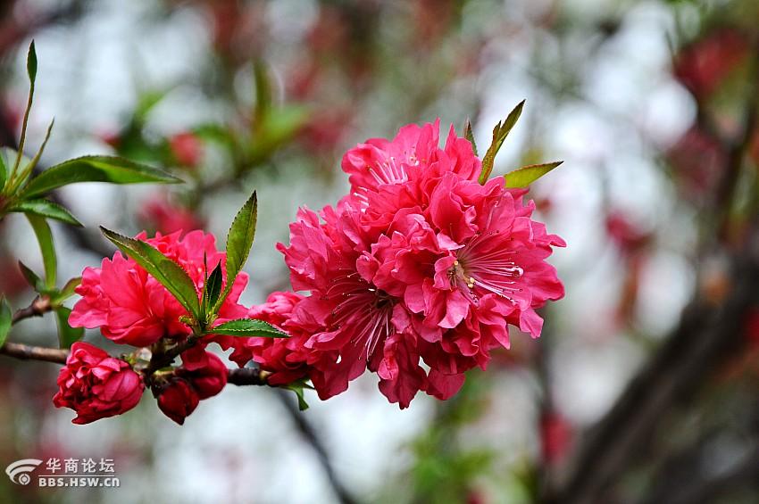 盛开的绿叶碧桃