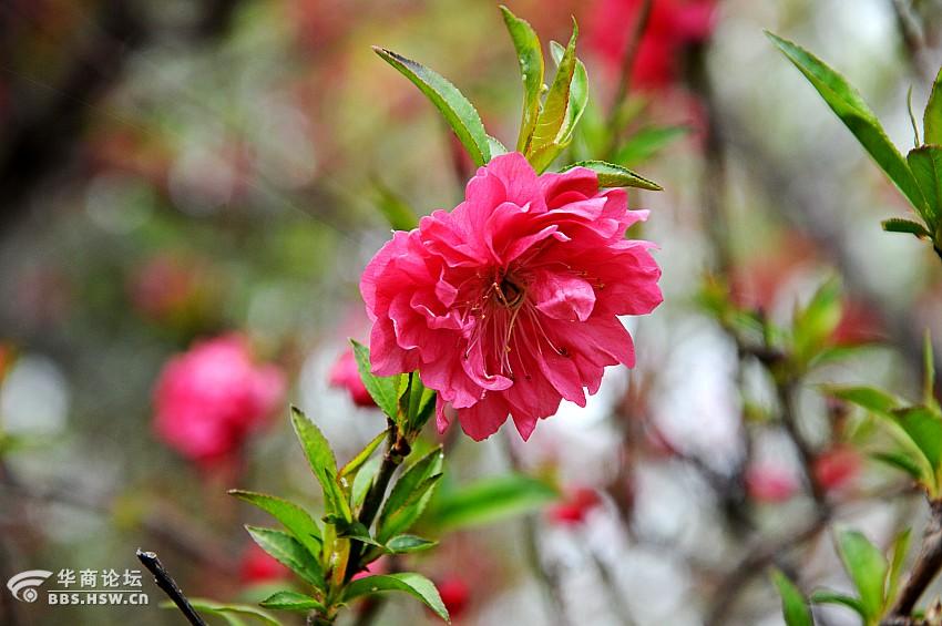 盛开的绿叶碧桃