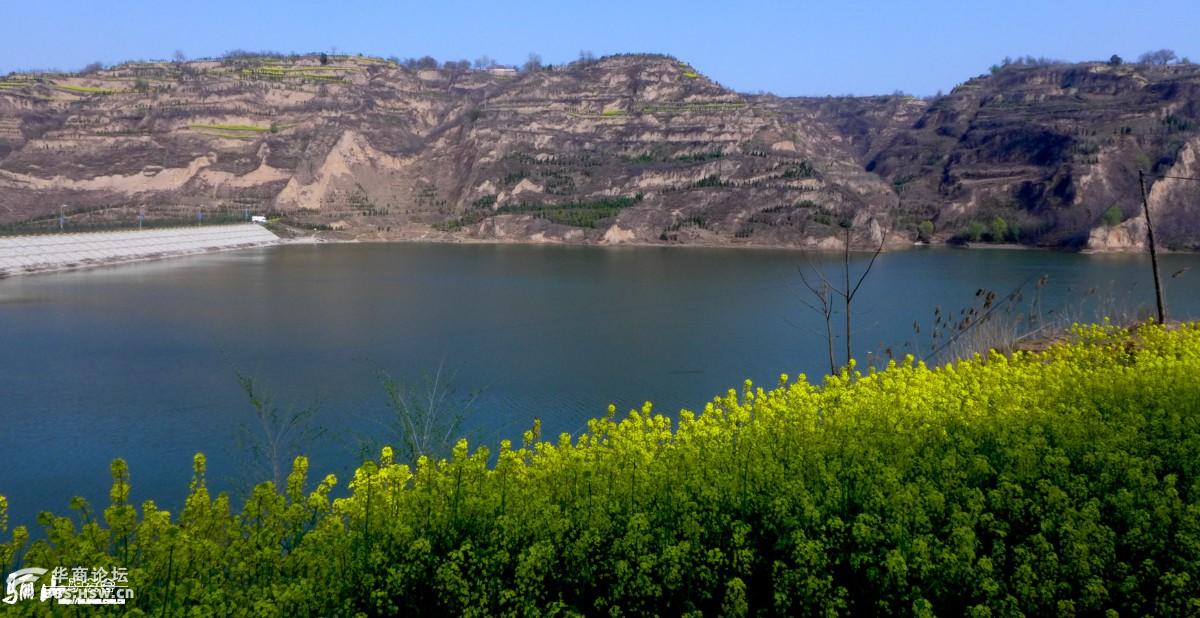 临潼零河水库的桃花油菜花