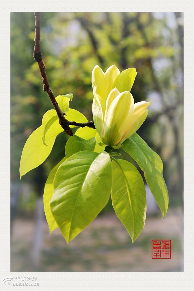 黄鸟玉兰