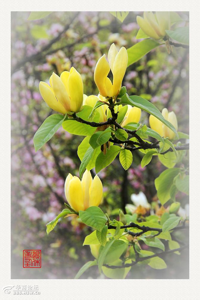 黄鸟玉兰