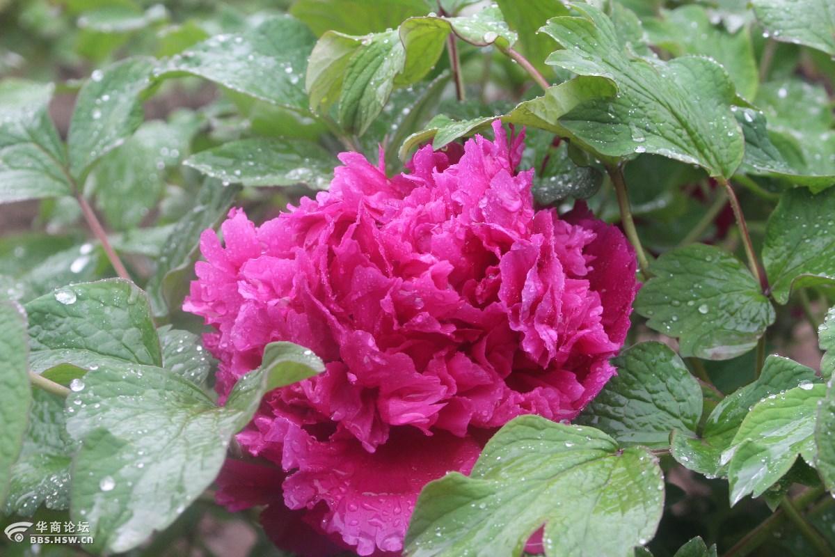 国色国香牡丹花,春雨滋润花之王!