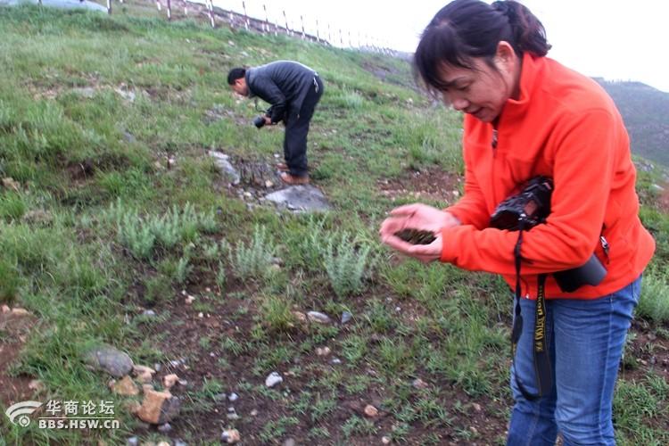 来山坡上捡地软的妇女不少,花花绿绿的身影洒在刚露绿意的山峦上.