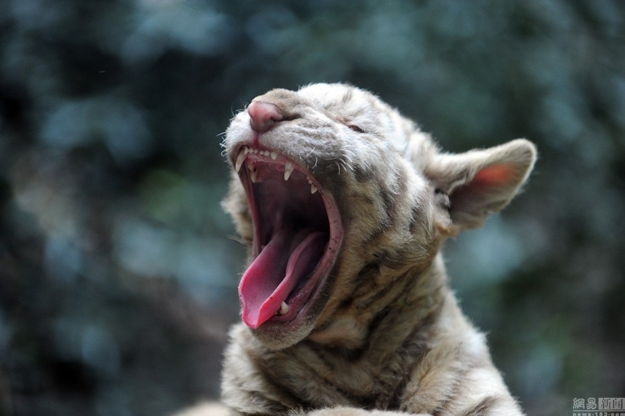 动物春天也犯困打哈欠卖萌