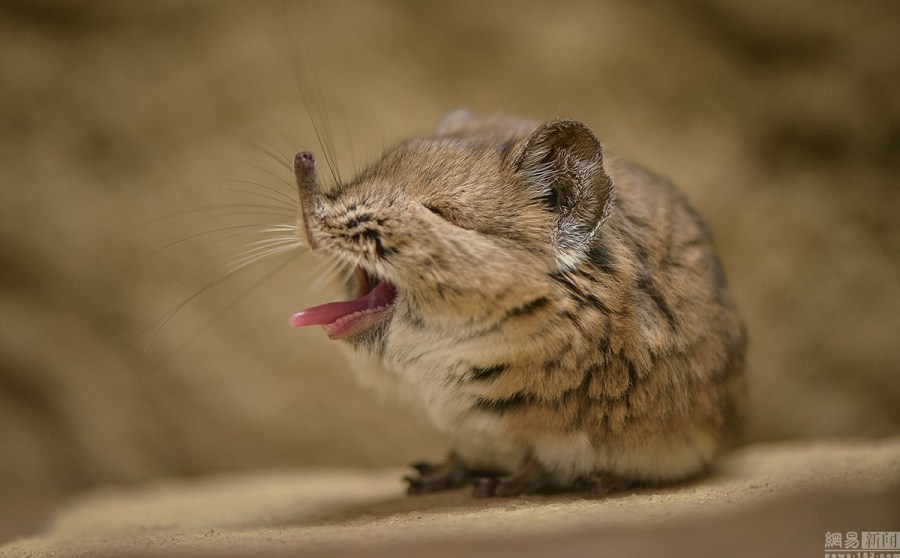 动物春天也犯困打哈欠卖萌