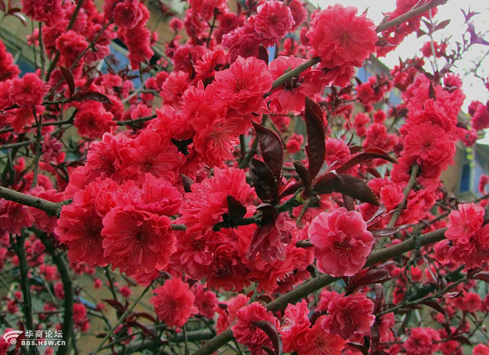 院中:碧桃花红似火