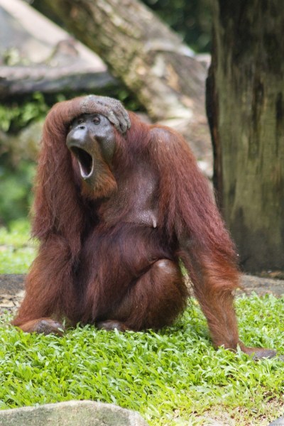 动物春天也犯困打哈欠卖萌