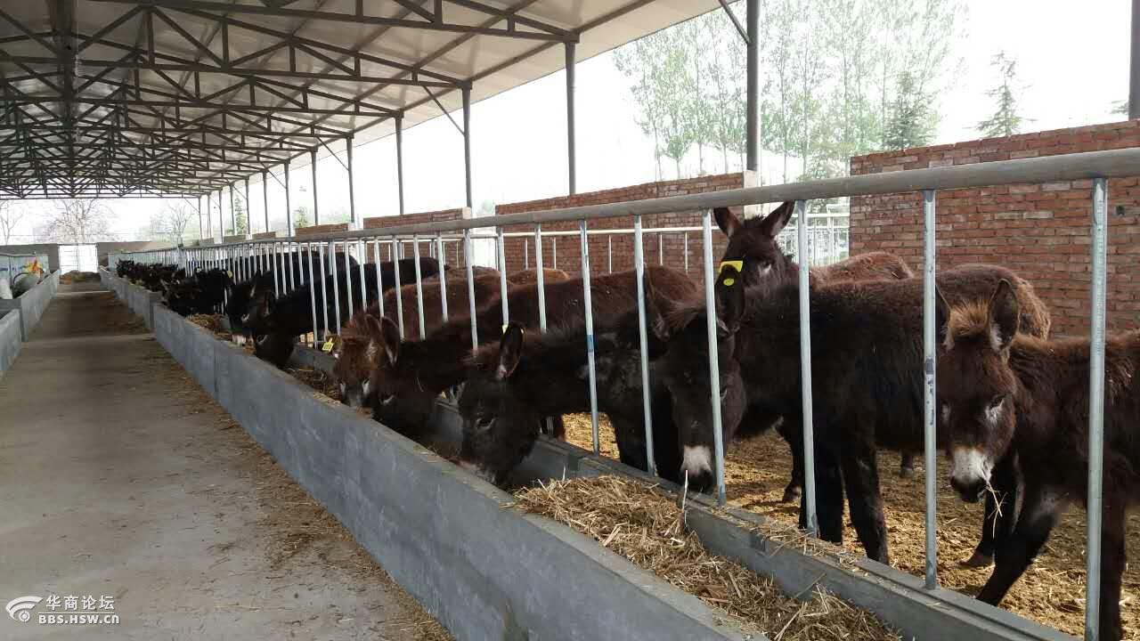 崇宁牌关中驴业基地挂牌运营
