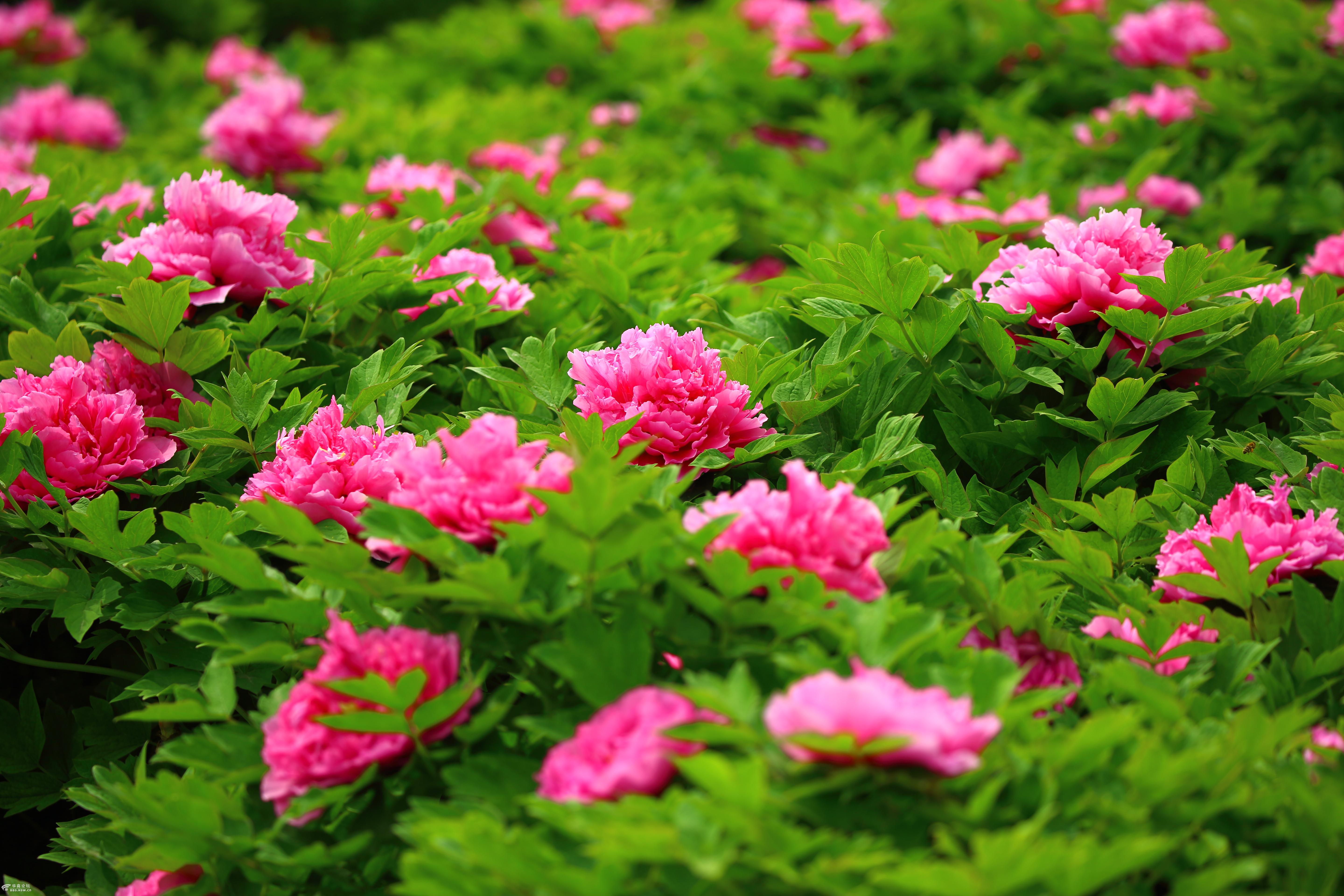 咸阳湖边赏花,游人如织景色美!