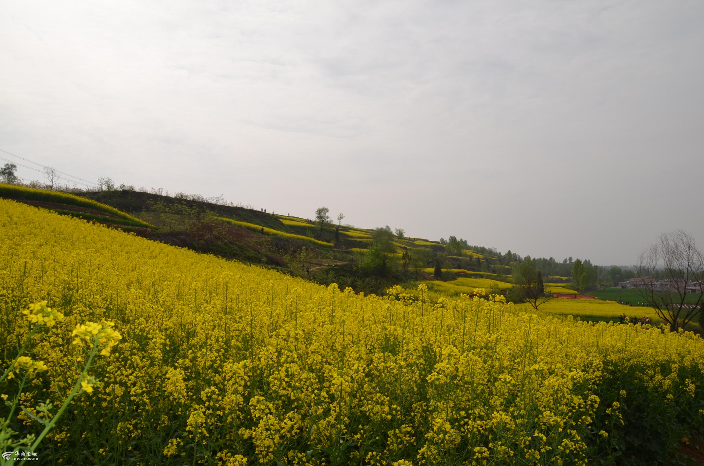 杨庄油菜花节