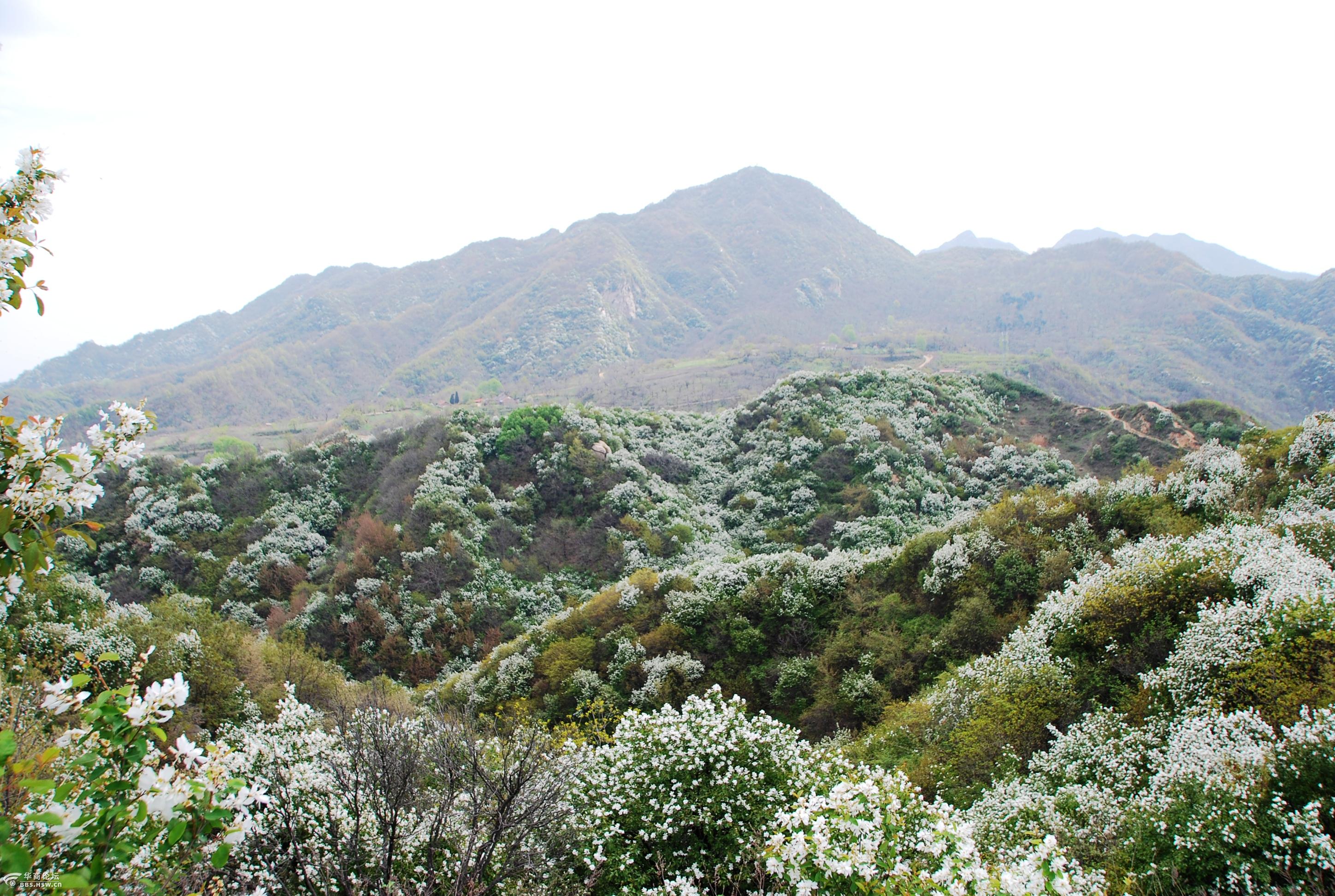 黄峪寺村有美景白鹃梅开漫山岭