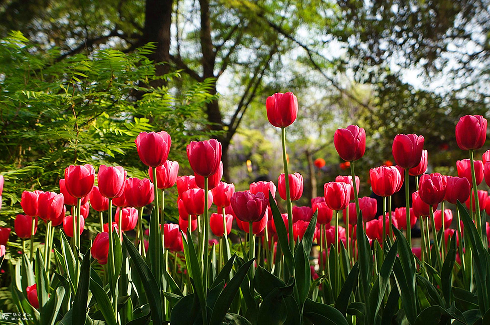 西安兴庆宫公园郁金香花季闪亮登场——近赏篇【客观视界】