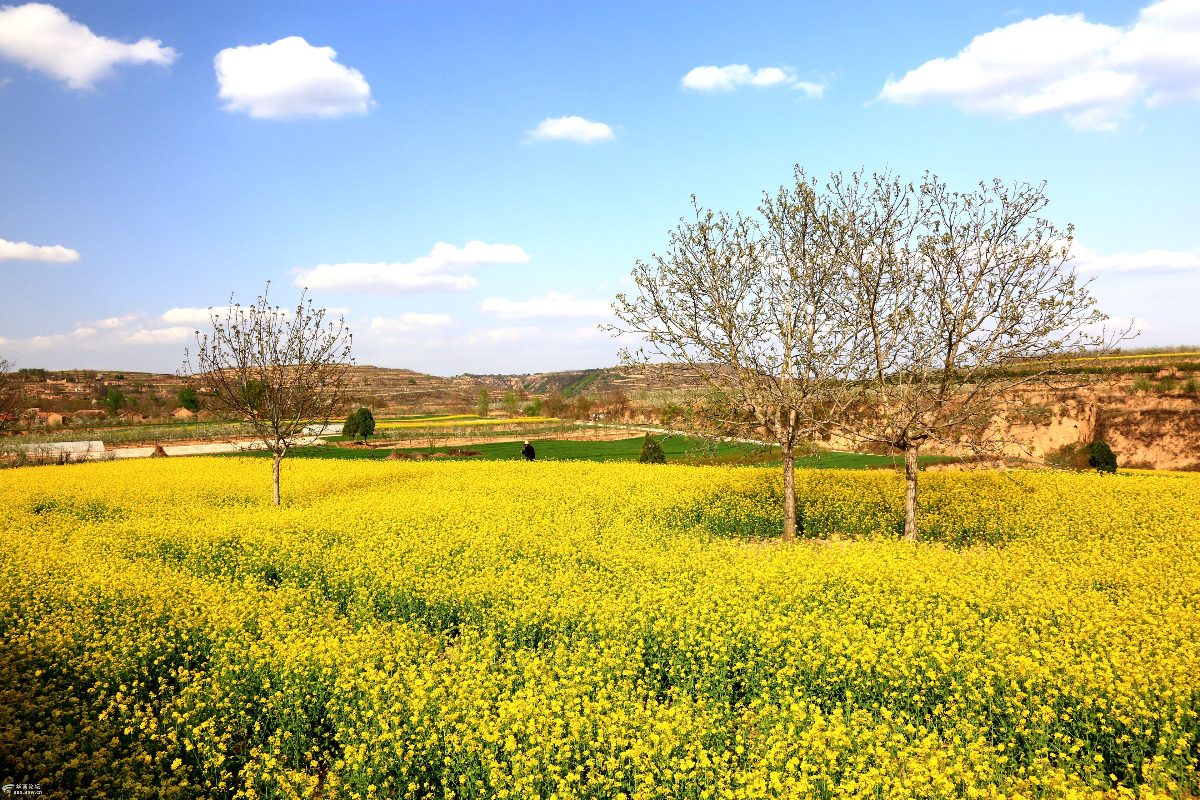 美在春天——油菜花