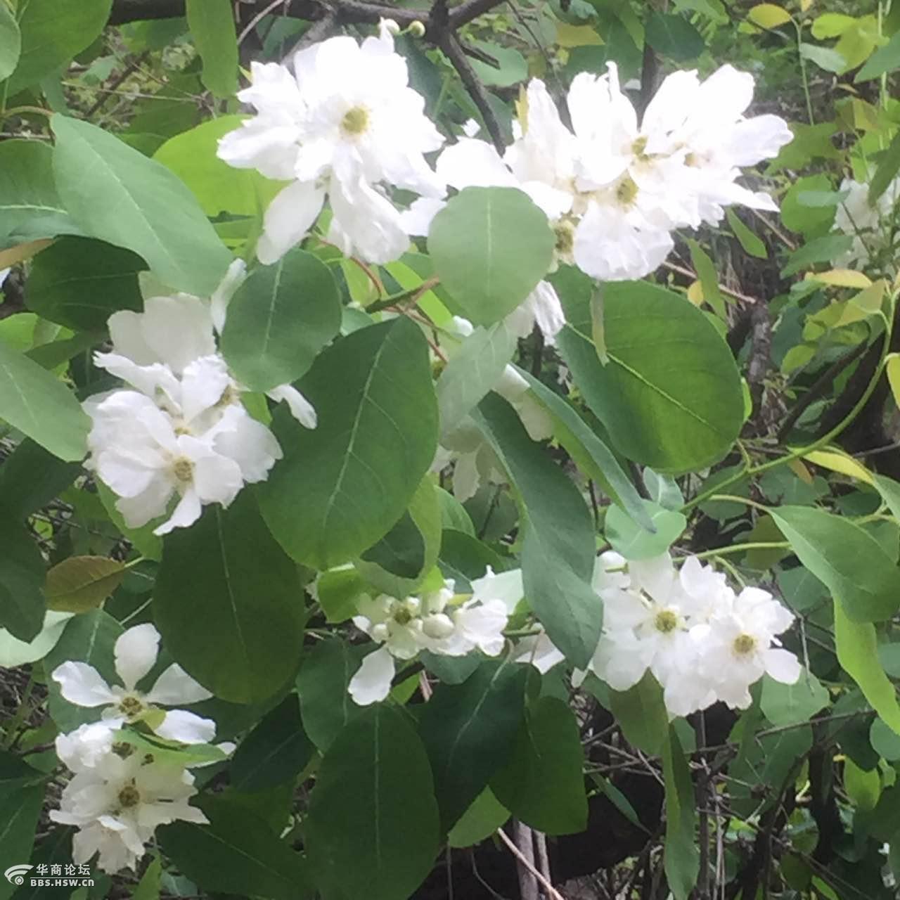 最美龙柏花,错过今年只能等明年了(附今日实景)