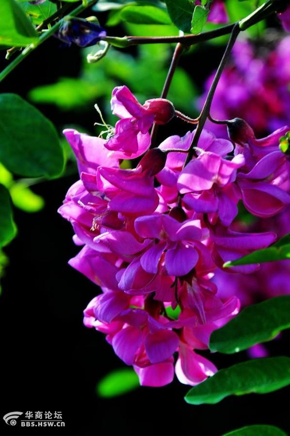 美丽的紫槐花飘香四溢